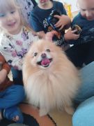 ilustracja do wpisu 
Zwierzęta domowe