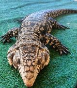 większy obrazek nr 3