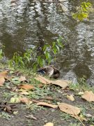 większy obrazek nr 14