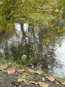 większy obrazek nr 15