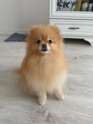 ilustracja do wpisu 
Wizyta pieska w przedszkolu