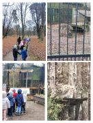 ilustracja do wpisu 
Spacer do ZOO Akcent