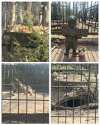 ilustracja do wpisu 
Akcent ZOO