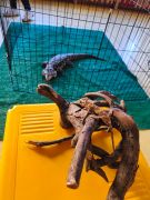 ilustracja do wpisu 
Warsztaty z niezwykłymi zwierzętami - Teju Argentyńskim o imieniu Czarek i Kameleonem🦎